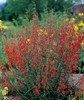 Penstemon, Beardtongue