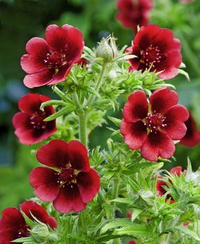 Red Cinquefoil