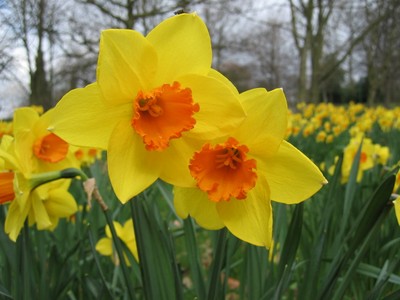 Daffodil, Narcissus