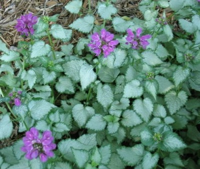 Creeping Lamium