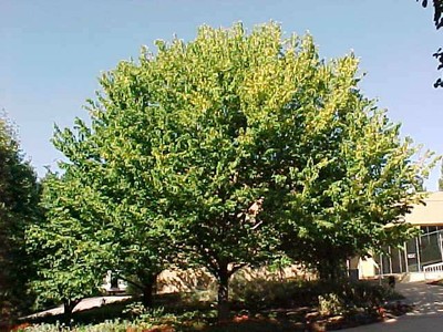 Common Hackberry