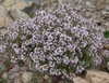 English Thyme (herb)