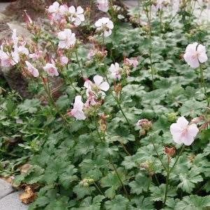 Biokovo Cranesbill