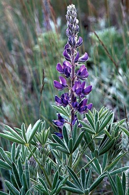 Silky Lupine