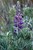 Silky Lupine thumbnail