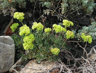 Wild Buckwheat