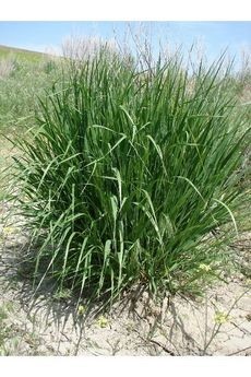 Giant Wild Rye