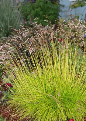 Tufted Hair Grass