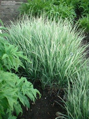 Bulbous Oat Grass