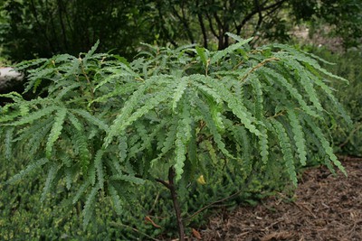 Sweetfern