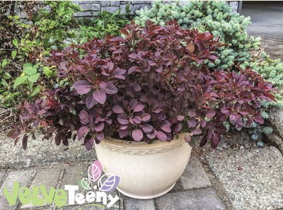 Velveteeny™ dwarf Smokebush