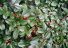 Bearberry Cotoneaster