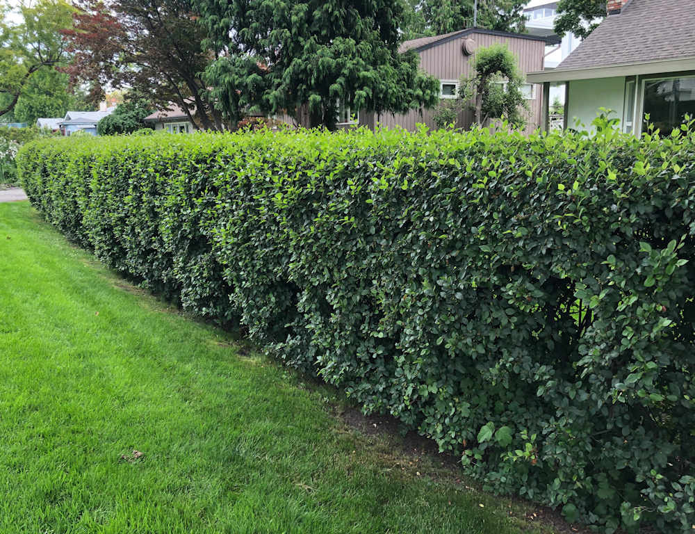 Cotoneaster lucidus hedge