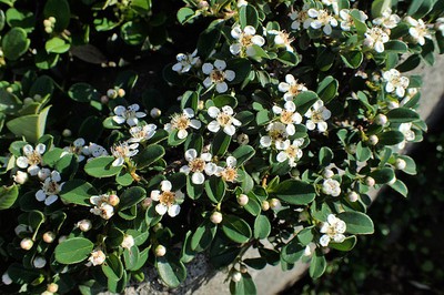 Bearberry Cotoneaster