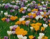 Spring Crocus