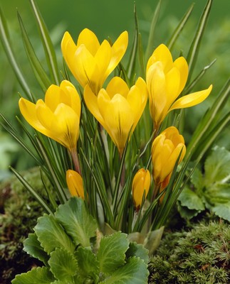 Spring Crocus