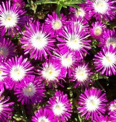 Starburst Hardy Ice Plant