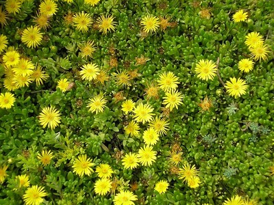 Yellow Hardy Ice Plant