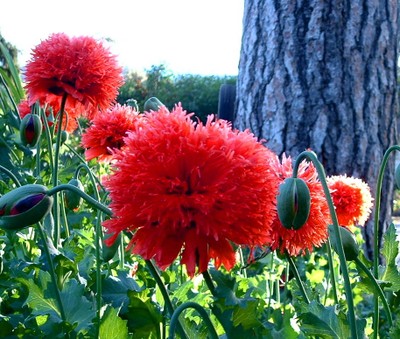 Shirley Poppy, Flanders Poppy, Corn Poppy