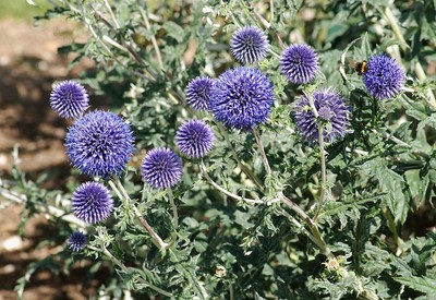 Small Globe Thistle