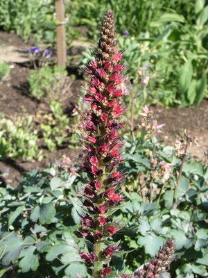 Red Flowered Viper's Grass