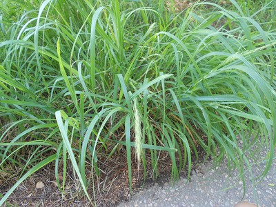 Wild Rye