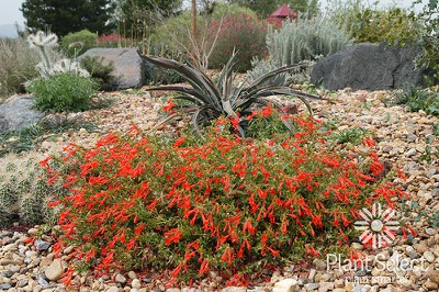 Creeping Hummingbird Trumpet 'Orange Carpet' (Zauschneria)