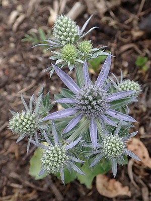 Sea Holly