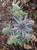 Sea Holly thumbnail