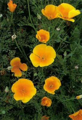 California Poppy