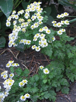 Feverfew