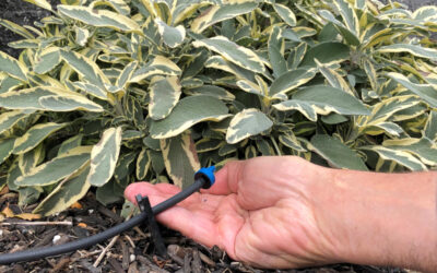 Drip Irrigation Maintenance