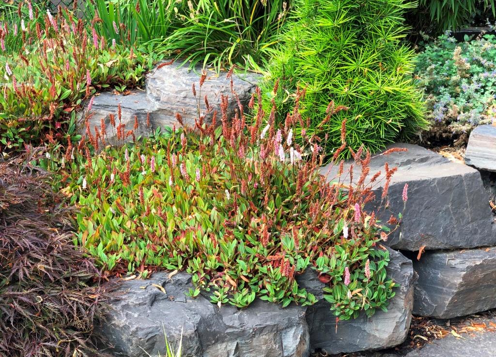 Persicaria affinis 'Dimity' 