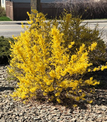 Show Off Forsythia