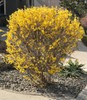 Show Off Forsythia