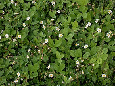 Wild Strawberry