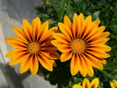 Gazania