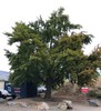 Maidenhair Tree