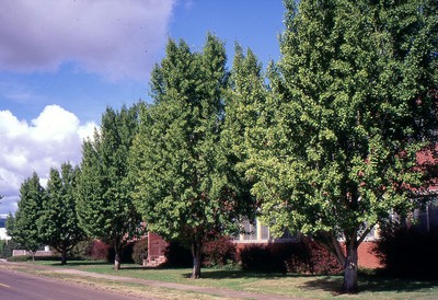 Maidenhair Tree