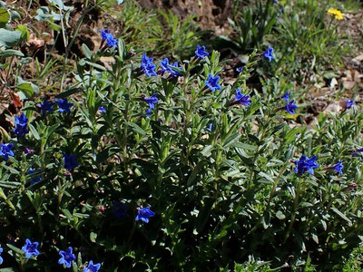 Scrambling Gromwell