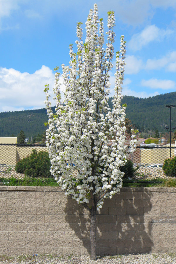 Snowbird Hawthorn-  new planting in the UnH20 Garden in Kelowna BC