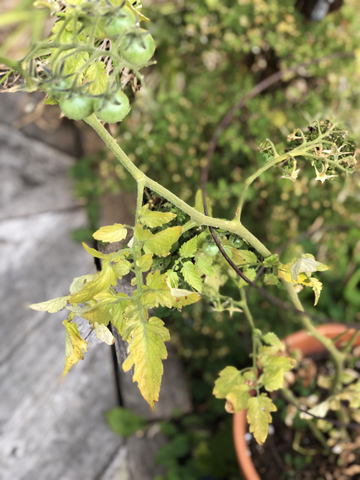 Heat stress on the leaves of a tomato plant