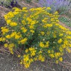 Golden Aster