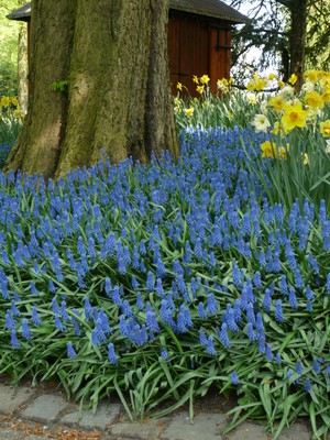 Grape hyacinth