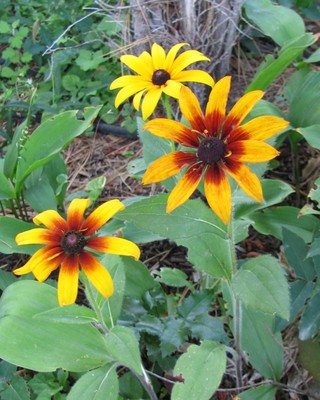 Gloriosa Daisy