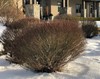 Dwarf Arctic Willow