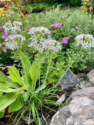 Nodding Onion