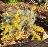 Rabbitbrush