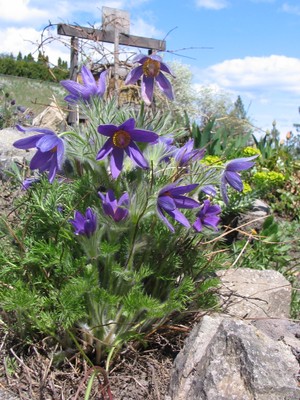 Prairie Crocus