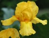 German Iris